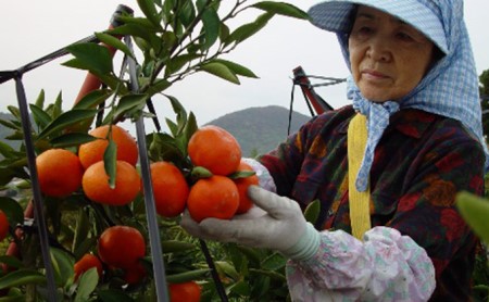 香川県オリジナル品種 小原紅早生みかん 約5kg