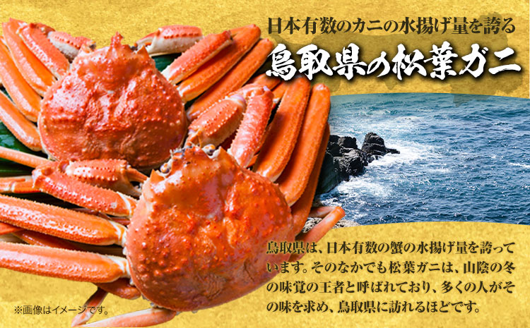 カニ 松葉ガニ タグ付き 贈答用 小サイズ(400g〜500g)1枚《2024年11月中旬-2025年3月中旬出荷予定》鳥取県 八頭町 送料無料 蟹 かに 海鮮 松葉ガニ 贈答 タグ付 冷蔵 鍋 しゃ