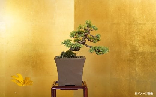 
                  五葉松盆栽（小型サイズ）　【11100-0054】
                