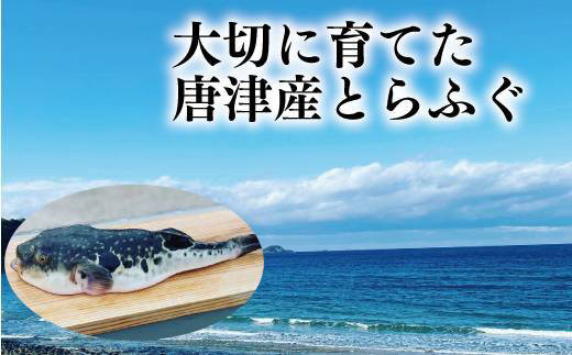 佐賀県唐津市で大切に育てられた唐津産とらふぐ。
品質良く、淡泊でクセのないプリプリとした食感。