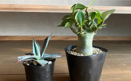 アデニウム アラビカム ＆ アガベ グアダラハラナ Adenium arabicum ＆ Agave guadalajarana 各1株 長与町/アグリューム[EAI210]
