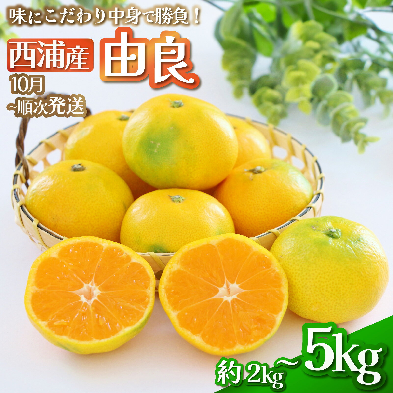 【ふるさと納税】 由良 みかん 約2kg～5kg 果物 フルーツ 西浦 蜜柑 柑橘 オレンジ ミカン 国産 温州みかん 贈答用 ギフト 贈り物 高糖度 甘い 美味しい 旬 季節 秋 冬 産地直送 新鮮 家庭用 沼津市 静岡県