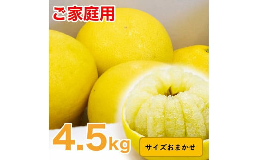 生産者直送　土佐文旦　4.5kg　[サイズおまかせ　2L～4L]　家庭用 文旦 柑橘 みかん フルーツ ぶんたん ブンタン 果物  お取り寄せ おいしい 美味しい 故郷納税 ふるさとのうぜい 返礼品 高知県 高知