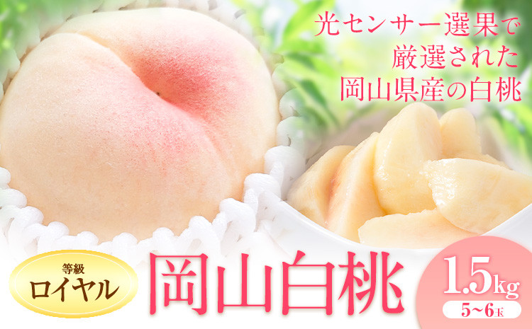 
            桃 もも【2025年出荷先行予約】岡山の白桃 等級 ロイヤル 約1.5kg(5～6玉) 清水白桃 おかやま夢白桃 白鳳 白麗 なつおとめ 晴れの国 岡山農業協同組合 鴨方支店 《2025年7月上旬-8月下旬頃出荷》岡山県 浅口市 岡山県産 白桃 桃 もも 果物 フルーツ ギフト ご贈答 送料無料【配送不可地域あり】
          