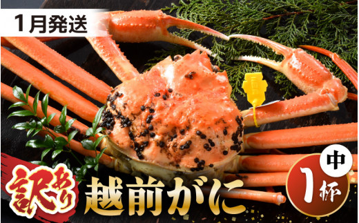 【先行予約】【訳あり】 茹で「越前ズワイ蟹」 中 1杯 脚折れ 【2027年1月発送分】【わけあり ワケアリ カニ かに 蟹 越前ガニ 越前蟹 ずわいがに ズワイガニ ズワイ ボイルガニ 姿 ボイル 冬の味覚 冷蔵 国産 県産】 [G-1402_01]