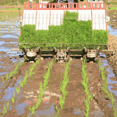 【特別栽培米】北海道深川産米ゆめぴりか(精米)5kg ＜令和7年産先行受付＞