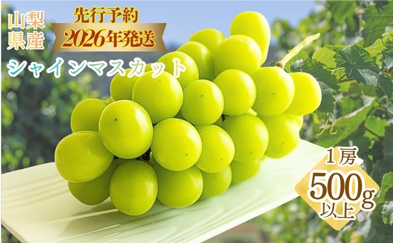 
                  【2026年先行予約】　シャインマスカット500g以上（1房）【アズールヤード】 フルーツ 人気 甘い 糖度 山梨 大粒 種無し 種なし 山梨 やまなし 山梨県産 葡萄 ブドウ フルーツ 果物 くだもの シャイン マスカット ぶどう  デザート スイーツ
                