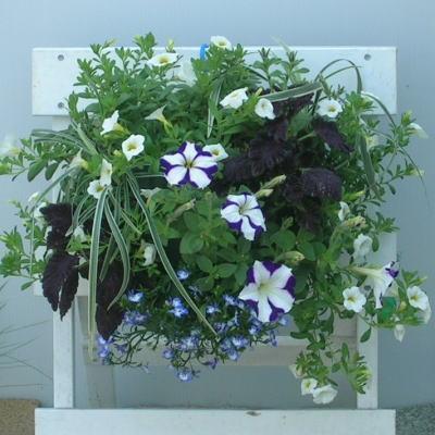 ふるさと納税 朝倉市 季節のお花でハンキングバスケット(グリーン・ホワイト・ブルー系)