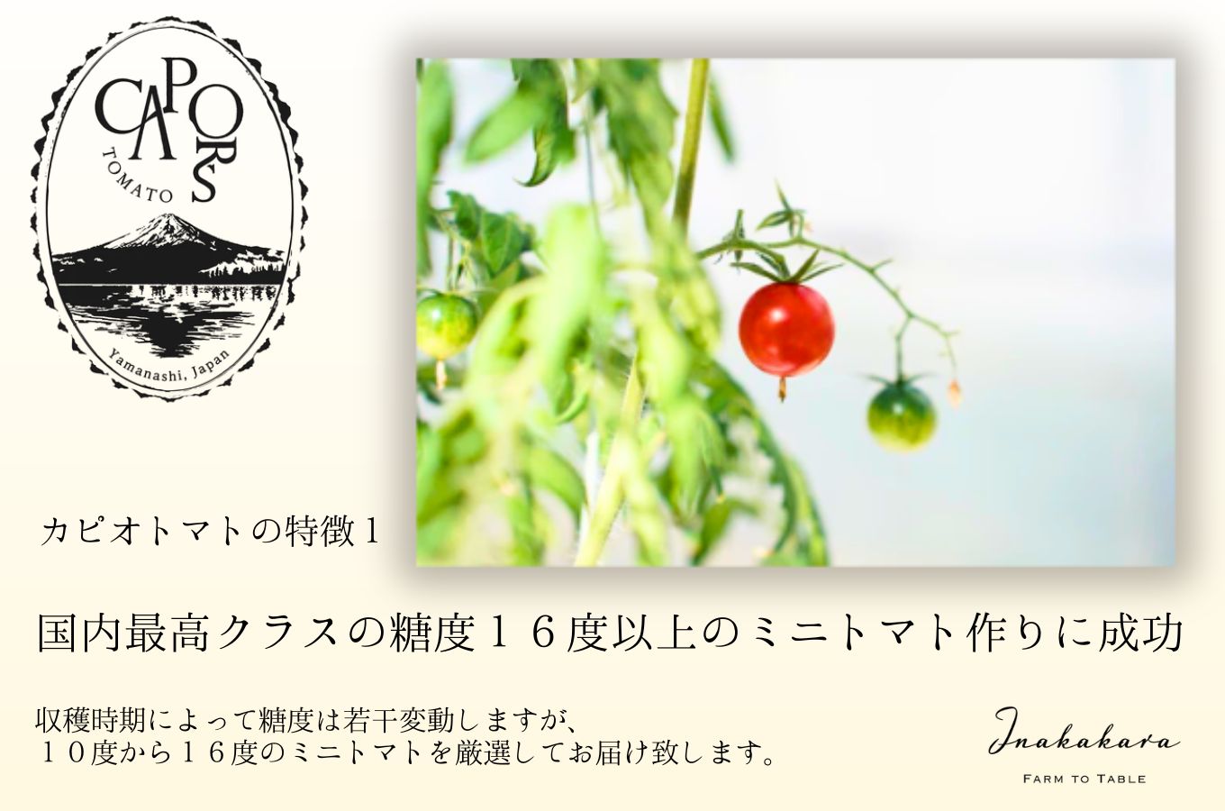 【山梨県南部町 共通返礼品】【カピオトマト】プレミアムフルティカ Mサイズ 500g 株式会社アクロプラス [5839-2225]