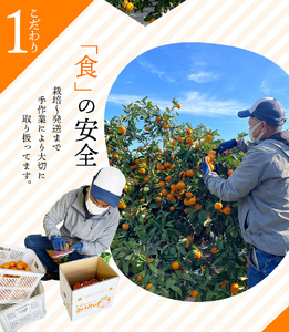 みかん 2S-Lサイズ不揃い たにぐち農園の 早生 温州みかん (マルチ栽培) 5kg【2026年11月中旬～12月中旬に順次発送】/ みかん フルーツ 果物 くだもの【mtn005A】
