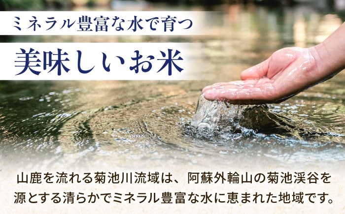 熊本県産 森のくまさん 白米 5kg