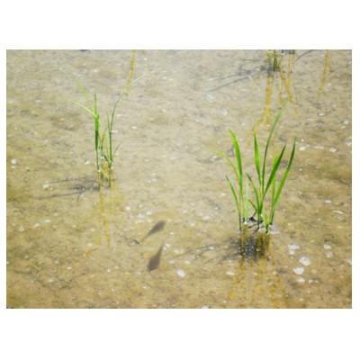 ふるさと納税 南砺市 【熨斗付き】富山県産こしひかり　引越しご挨拶D　白米1kg×3袋セット　《南砺の逸品》 |  | 03