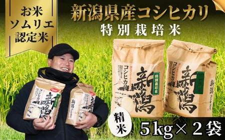令和7年度産米【お米ソムリエのお米】特別栽培米コシヒカリ 精米 10kg（5kg×2袋） エバーグリーン農場