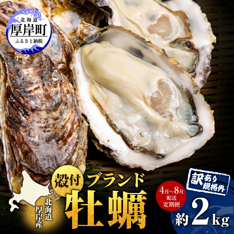 【ふるさと納税】4月～8月 定期便 ハーフ 規格外 牡蠣 北海道厚岸産 殻付カキ 約2kg（11～25個）カキナイフ付 生食 魚貝類 生牡蠣 かき 生カキ カキフライ マルえもん いびつな形 四季によって違う味わい コクがあり濃厚