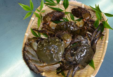 080057【一級河川・江の川の恵み・島根県産】もくずがに1.2kg