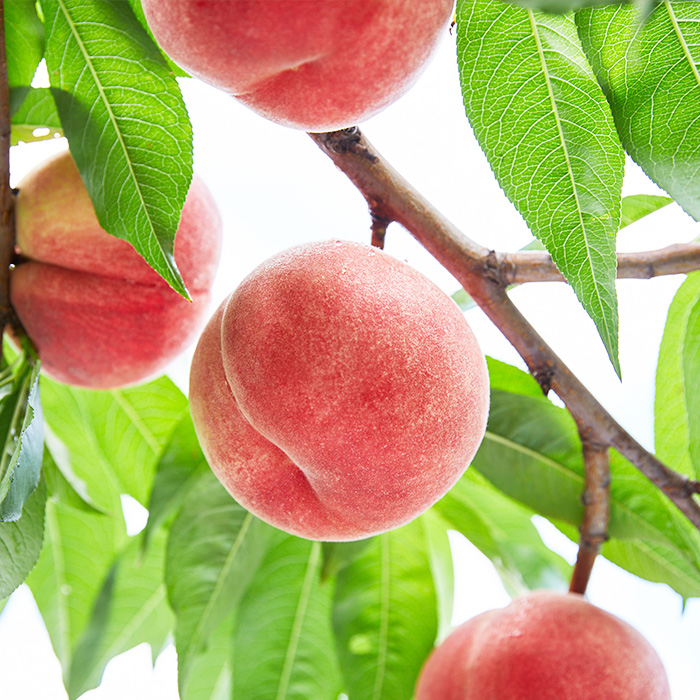 山形産 もも 3kg(柔らかくなるもも) 【令和7年産先行予約】FU