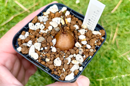 A-962 実生コーデックス(塊根植物)2鉢