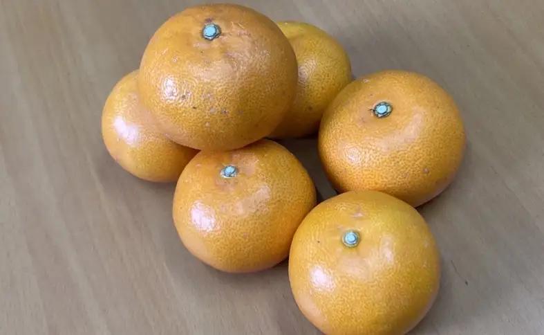 【2027年2月中旬より順次発送】訳あり せとか 5kg｜B146