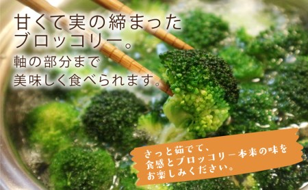 R8年 先行予約 朝採れ 戸ヶ野 ブロッコリー 4～5株 10月下旬～ [S737] ブロッコリー 野菜