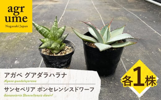 サンセベリア ボンセレンシスドワーフ ＆ アガベ グアダラハラナ 各1株 sansevieria boncellensis dwarf ＆ Agave guadalajarana 長与町/アグリューム [EAI237]