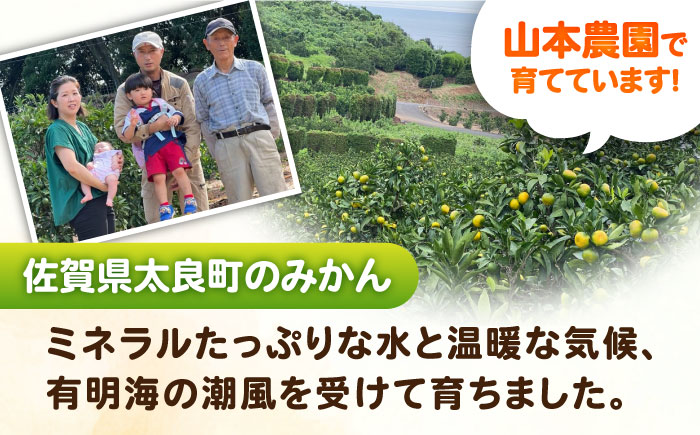 【2026年9月中旬以降発送】早熟みかん 計3kg（2.6kg＋400g傷み保証分） / 佐賀県 / 山本農園 [41ATBT001]