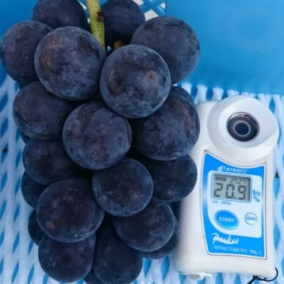 2025年9月下旬発送「幻の牧丘天空キング巨峰」 約1kg(2～3房)【配送不可地域：離島・沖縄県】