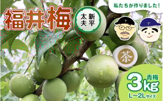 【福井特産】 福井梅（新平太夫）青梅 3kg（L～2L サイズ）梅 福井梅 生梅 青梅 完熟梅 梅干し 梅酒 梅干 梅シロップ 梅ジャム 梅ジュース 果物 梅肉 ウメ うめ [m74-a002]
