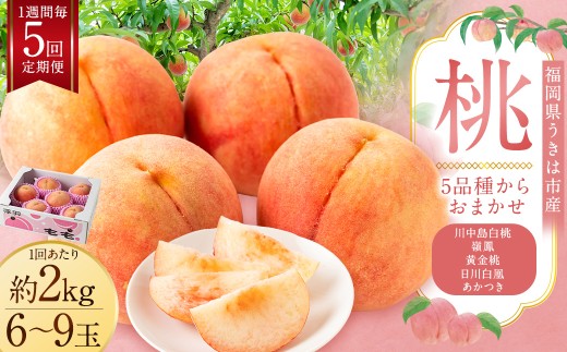 桃 約2kg （ 6ー9玉） 【 2026年6月下旬 － 8月上旬発送予定 】【 1週間毎 5回 定期便 】 日川白凰 あかつき 嶺鳳 黄金桃 川中島白桃 もも モモ フルーツ 果物 くだもの 福岡県産 国産 福岡県 うきは市