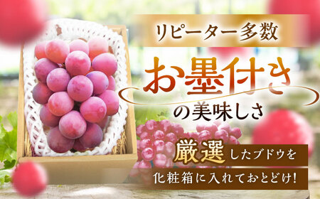 【2025年先行予約】【数量限定】【贈答用】リピーターが続出中！クイーンニーナ 1房（約500g）秀品・化粧箱入り 島根県雲南市/ギアファーム[AIAB005]