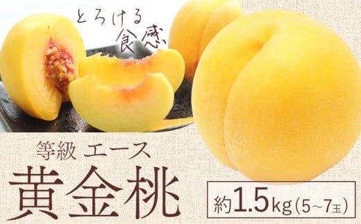 【2026年先行予約】黄金桃 等級 エース 約1.5kg 5～7玉入り もも モモ 岡山 国産 フルーツ 果物 桃茂實苑《2026年8月中旬-9月上旬頃出荷》岡山県 浅口市 フルーツ 桃 もも 果物 青果【配送不可地域あり】