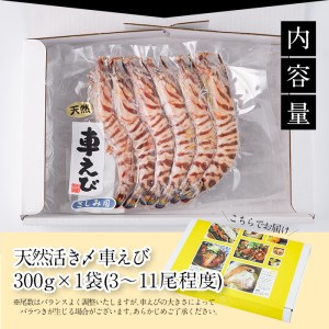 天然 活き車エビ 生食用 (計300g) エビ 海老 車海老 冷凍 刺身 さしみ 天ぷら 塩焼 バーベキュー 国産 大分県産 大分県 佐伯市 やまろ渡邉【DL18】【鶴見食賓館】