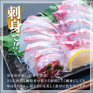 長島町特産「鯛王」 フィレ 半身 4枚入り カマ付 (約1.6kg) 産地直送 新鮮 旨味が抜群の 長島町 特産品 ブランド 刺身 鯛めし 鯛茶漬け 鯛しゃぶ 鯛刺身 鮮魚 冷蔵 【JFA】jfa-1