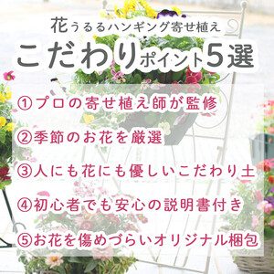 D015花うるるおまかせ寄せ植えﾄﾚｼﾞｬｰBOX[Sｻｲｽﾞ](玄関春夏秋冬ｾｯﾄｷﾞﾌﾄ花ﾌﾗﾜｰｷﾞﾌﾄﾌﾟﾚｾﾞﾝﾄ完成品鉢植えお花誕生日女性寄植え母の日妻ｶﾞｰﾃﾞﾆﾝｸﾞ新築祝い記念日開店