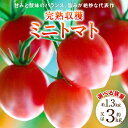 【ふるさと納税】【先行予約】【選べる容量】【甘みと酸味のバランス、旨みが絶妙な代表作】 八代市産 完熟収穫ミニトマト 約1.3kg～約3kg 熊本県 トマト 野菜 新鮮 旬 国産 九州 送料無料【2024年11月上旬より順次発送】