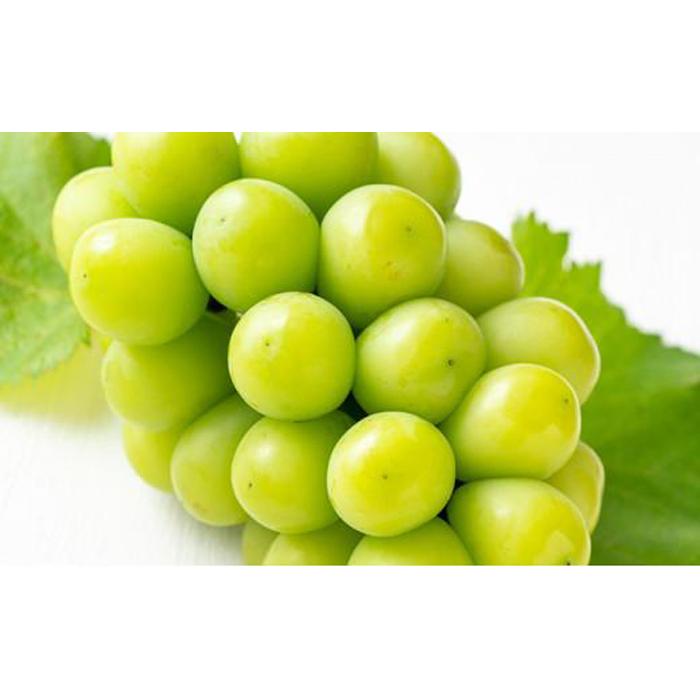 【ふるさと納税】ぶどう 2026年 シャイン マスカット 晴王 2房（合計約1.1kg）化粧箱入り マスカット ブドウ 葡萄 岡山県産 国産 フルーツ 果物 ギフト | フルーツ 果物 くだもの 食品 人気 おすすめ 送料無料