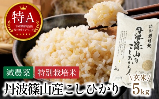 〈スピード出荷〉【特A 減農薬】 玄米 特別栽培米こしひかり 5kg   お米 コシヒカリ 丹波篠山産 コメ こめ お米 こしひかり げんまい ゲンマイ