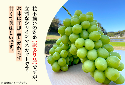 【訳あり】シャインマスカット 2房（1.5kg以上）【2024年10月中旬～11月上旬発送予定】（星のさと・ぶどう工房）
