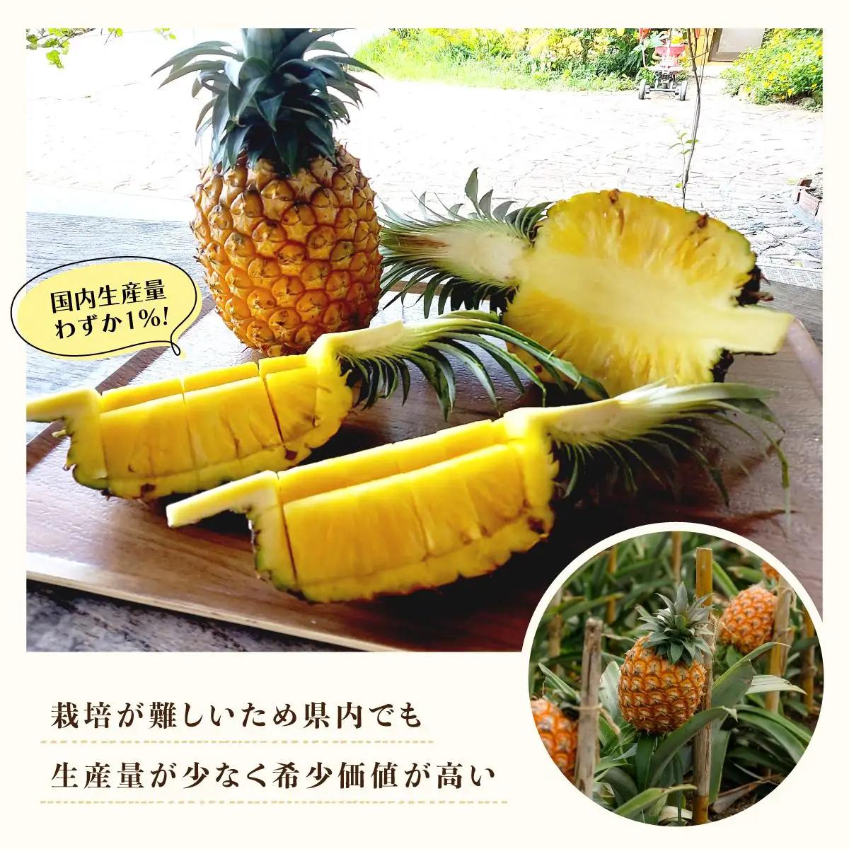最高級 パイン 完熟 ゴールドバレル 1.0kg