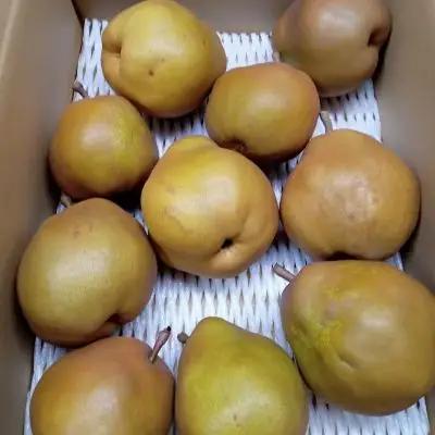 西洋梨（ゴールドラ・フランス）３.５ｋｇ　ご家庭用　0142-2614