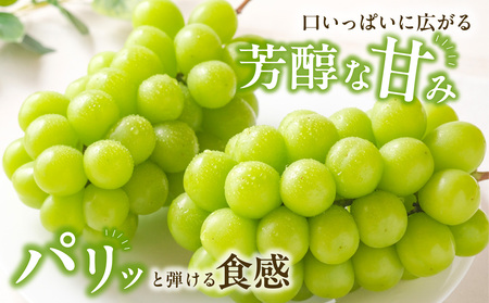 【2026年発送分　先行受付開始！】びぜん葡萄「シャインマスカット」（ハウス栽培）1房入×6箱セット（令和8年8月中旬～9月中旬頃発送）【 岡山県備前市産 シャインマスカット ハウス栽培 1房入×6箱