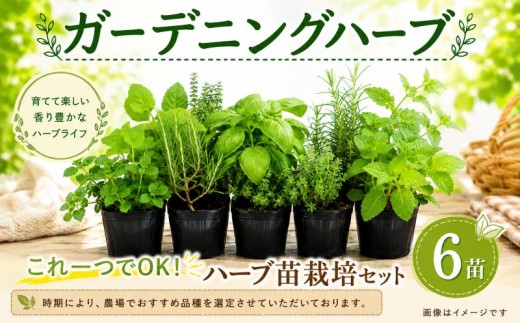 ハーブ 苗 栽培キット 定番ハーブ 6品種 花苗 苗木 ガーデニング 寄せ植え プランター 土 肥料 付き プレゼント 育成セット 日用品 園芸 花苗 おすすめ セット ポタジェガーデン 埼玉県 羽生市