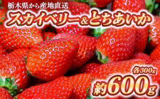 
            いちご食べ比べセット スカイベリー300g&とちあいか300g｜ いちご 栃木  スカイベリー 甘い 糖度 旬 新鮮 フルーツ 果物 アレンジ スイーツ いちごジャム フルーツサンド  ※2025年12月下旬～2026年3月下旬頃に順次発送予定 ※北海道・沖縄・離島への配送不可
          