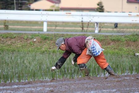 OTO い草ラグ(LL)190×240cm【MACHI-MACHI RD】