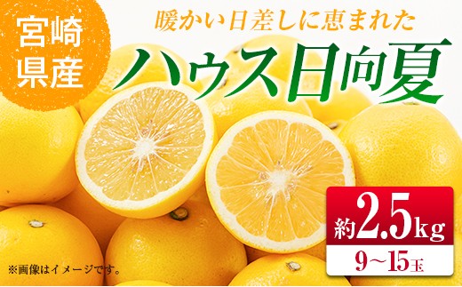 
                  ＜2027年発送＞宮崎県産 ハウス日向夏 約2.5kg（9～15玉入）
                