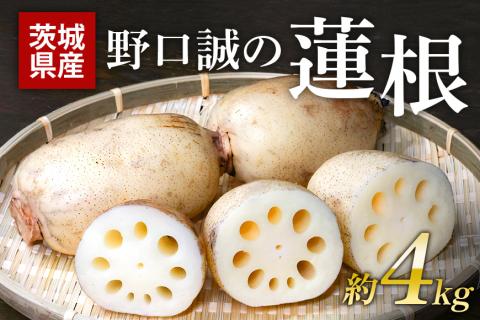 野口誠の蓮根 約4kg れんこん レンコン 蓮根 野菜 国産 期間限定 57-A