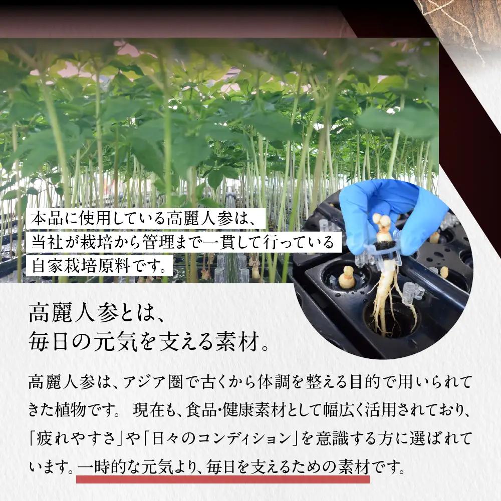 高麗人参5000 50本 定期便｜高麗人参