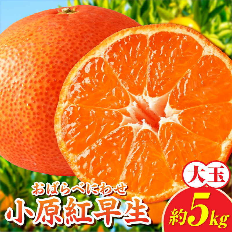 【ふるさと納税】小原紅早生みかん約5.0kg（大玉）3L-2L【香川県共通返礼品】 小原紅早生 甘い みかん ミカン 柑橘 柑橘系 果物 フルーツ 青果 デザート グルメ おすすめ 贈答 贈り物 贈答用 ギフト プレゼント 特産品 特産 取り寄せ ふるさと