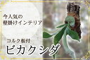 【ふるさと納税】話題の【ビカクシダコルク板付】ネザーランド　観葉植物　花　オブジェ　コウモリラン【数量限定】（FKK19-272）