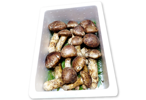 F-950 国産まつたけ　1㎏