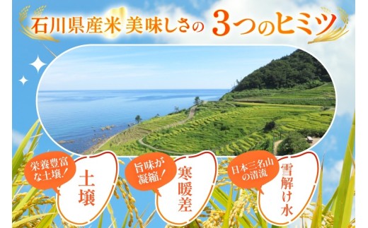 米 定期便 石川米こしひかり【穂立】10kg×3回 総計30kg 令和8年産 新米 [中橋商事 石川県 宝達志水町 38601405] コシヒカリ お米 コメ 3ヶ月 白米 精米 おこめ こめ 能登 